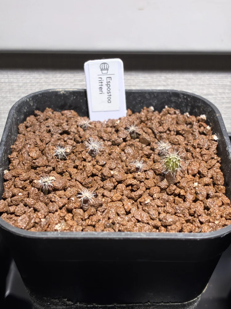 Espostoa ritteri (エスポストア リッテリ)